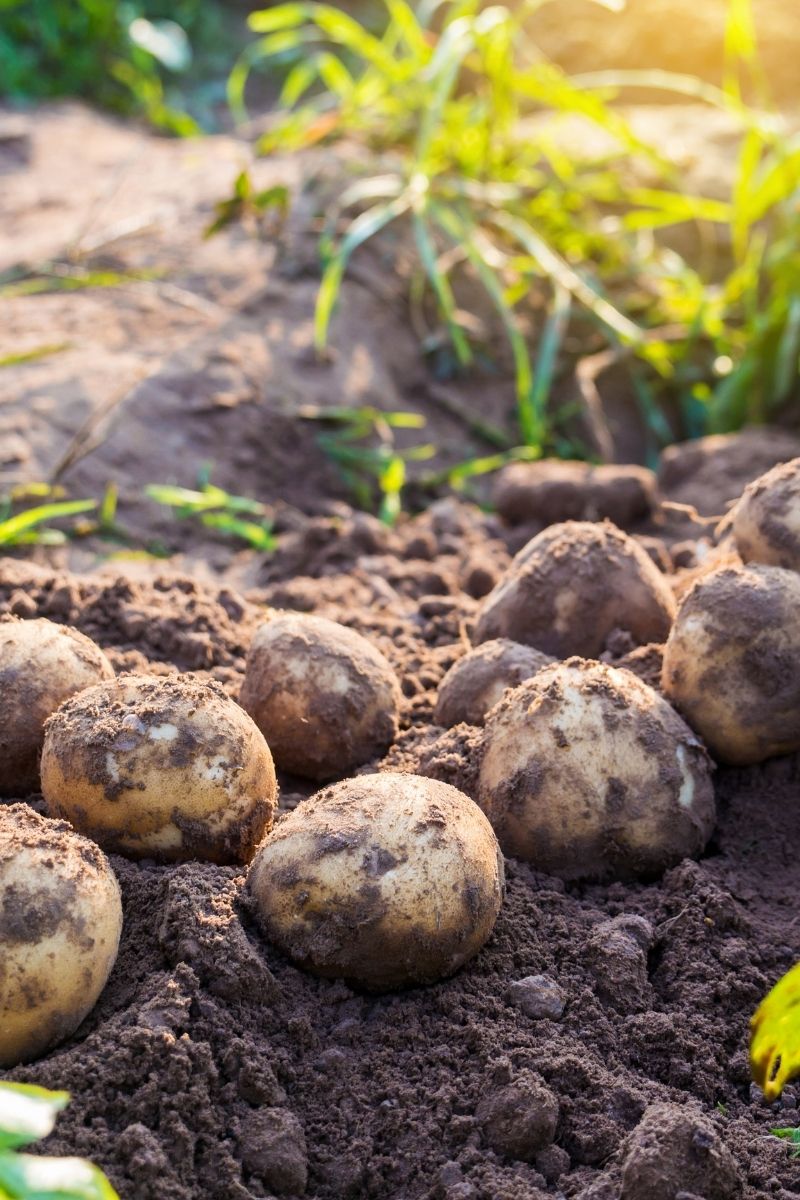 13 Ways to Cook the Humble Potato